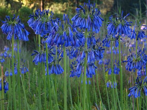 A Guide To Adding Blue Flowering Plants To Your Garden Crasstalk
