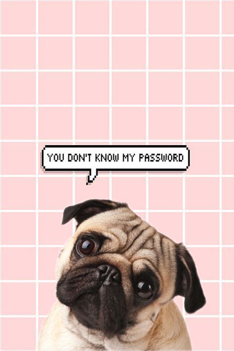 New Iphone Wallpaper Funny Locks Backgrounds Ideas Dog Wallpaper Dog