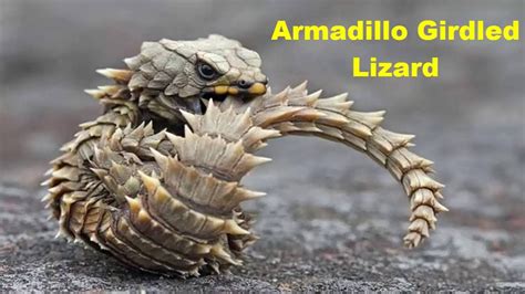 ☣ ☣ Top 10 Coolest Weirdest Lizards Large And Small ☣ ☣ Top10 Youtube