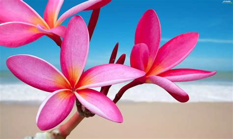 Beaches Sea Plumeria Pink Flowers Flowers Wallpapers 3300x1977