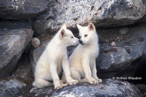 Arctic Wolf Pups Robert Winslow Photo Baby Wolves Wolf Pup Arctic Wolf