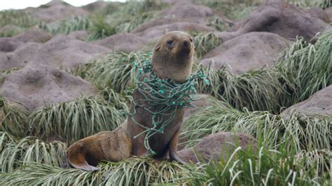Plastic Pollution In The Antarctic Worse Than Expected