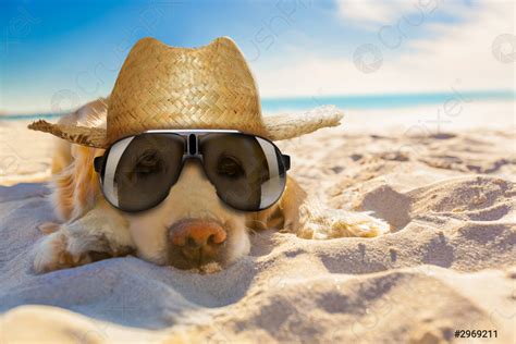 Perro Retirado En La Playa Foto De Stock Crushpixel
