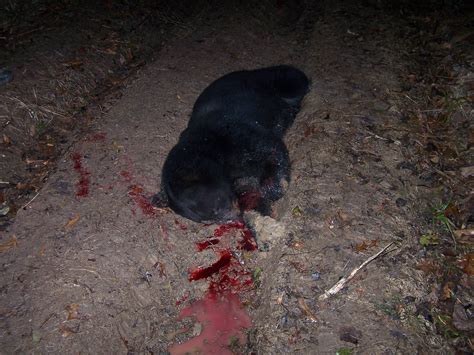 Black Bear Found Dead In Avoyelles Louisiana Caution