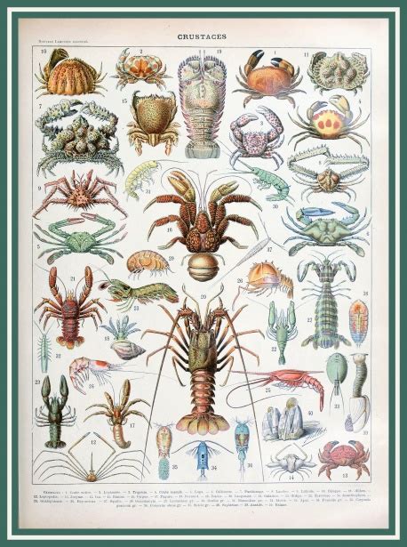 Crustacee De Adolphe Millot Poza Gratuite Public Domain Pictures
