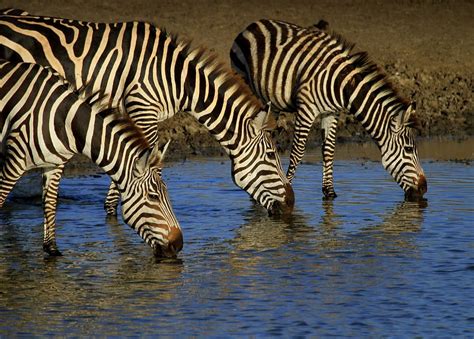 Hd Wallpaper Three Zebras Drinking Water On River Wildlife Animal
