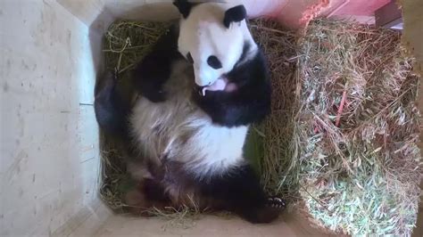 Days After Giving Birth Giant Panda Wows Vienna Zoo With Twins Aol News