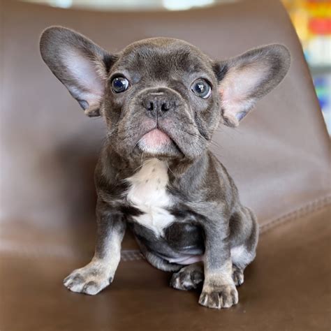 Sadly, like so many other purebred dogs, they are at risk of certain conditions relating to their breed. FRENCH BULLDOG | FEMALE | ID:3114-TF - Central Park Puppies
