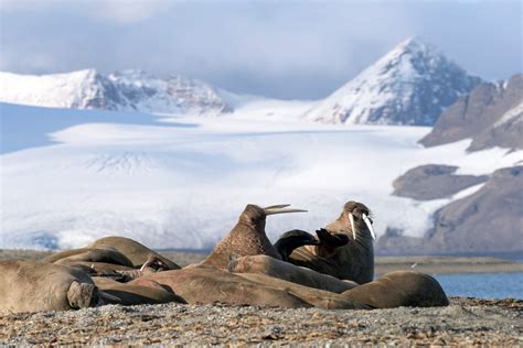 10 Amazing Things To Do In Svalbard And Spitsbergen