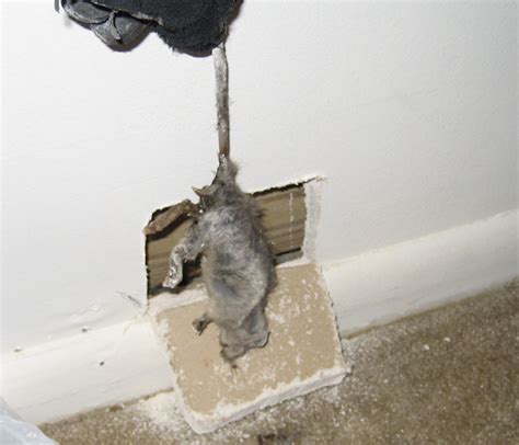 How did hole in the wall get its name. Rat in the Wall - What to Do - Stuck in Wall Cavity