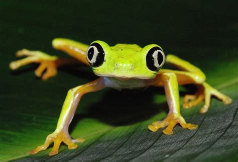 New Species Of Frogs Disappearing As Fast As Theyre Found
