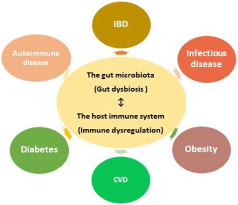 Microorganisms Free Full Text Gut Microbiota And Immune System