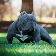 Short Bully Playing Outside | Bully breeds dogs, American bully, Bully dog