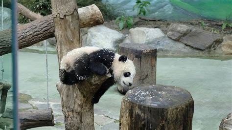 Second Taiwan Born Panda Cub Makes Media Debut Afp Youtube