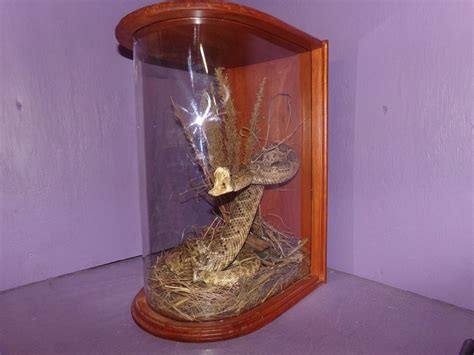 Real Animal Part Western Rattle Snake Taxidermy Reptile Head Mount