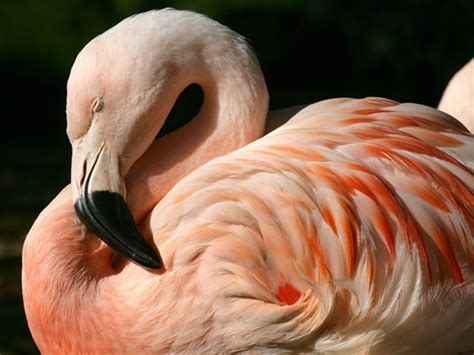 40 Fascinating Pictures Of Pink Flamingo Birds That Youll Enjoy