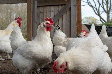 How To Get Rid Of Chicken Mites On Humans