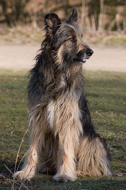 Afghan Hound X German Shepherd Pets Lovers