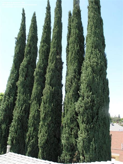 Plantfiles Pictures Italian Cypress Funeral Cypress Mediterranean