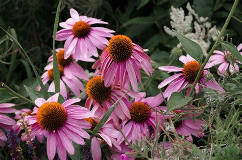 How To Grow Echinacea In A Pot The Ultimate Guide Gardening Special