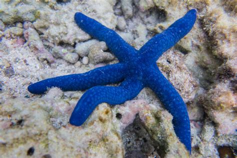 20 Bizarre And Beautiful Starfish Species
