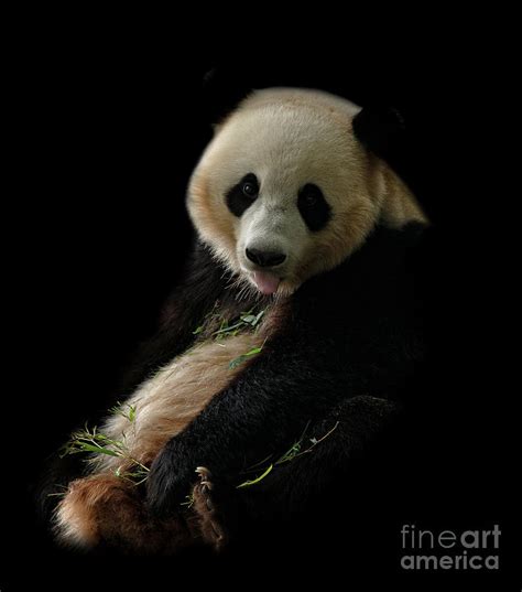 Giant Panda Sticking Out Her Tongue Photograph By Rawshutterbug Pixels