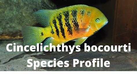 Cincelichthys Bocourti Species Profile Youtube
