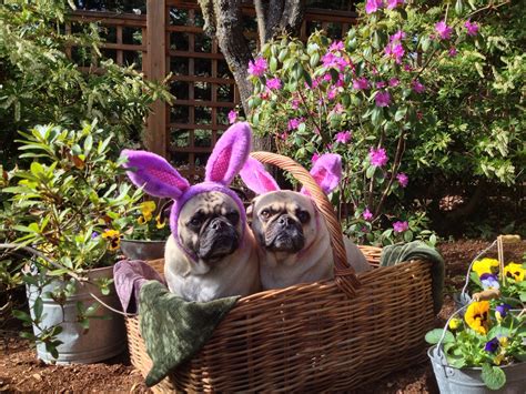 Easter Pugs Pug Love Pugs Animals