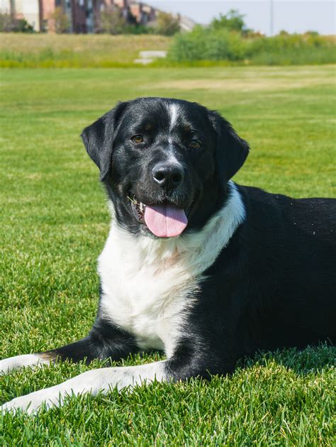 Bernese Mountain Dog Lab Mix Puppies For Sale