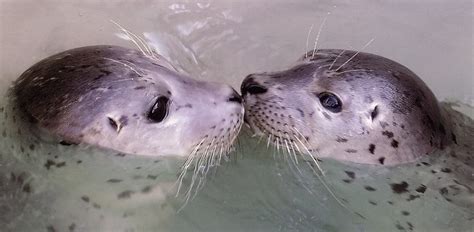 It first became a hit in 1962 for brian hyland. Seals Kissing - 1Funny.com