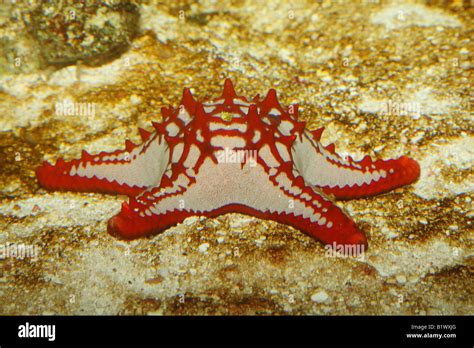 Red Knobbed Starfish Protoreaster Lincki Stock Photo Alamy