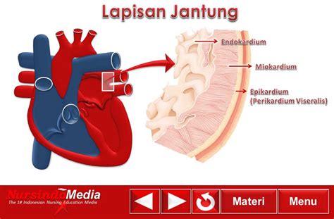 Mari kenali apa saja jenis penyakit jantung tersebut, berikut gejala dan penyebabnya. Gambar Jenis Pembuluh Darah Fungsinya Struktur Arteri ...