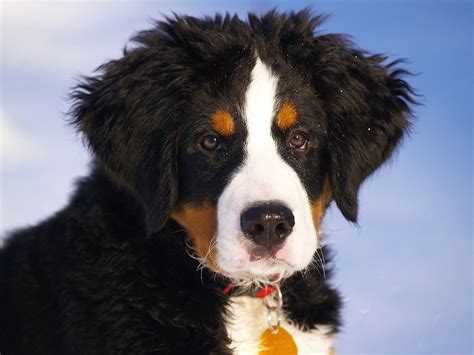 Great Bernese Bernese Mountain Dog And Great Pyrenees Mix Info