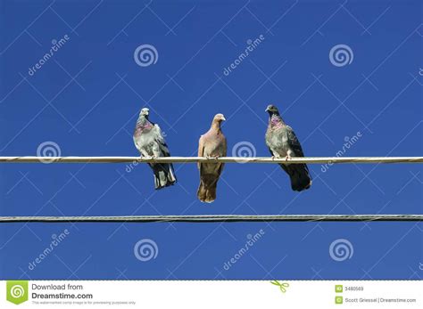 Three Pigeons Stock Image Image Of Wire Electrical Beak 3480569