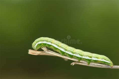 Green Caterpillar Stock Photo Image Of Worms Butterfly 41429164