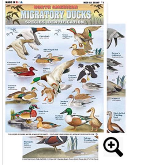 Duck Identification Chart With Pictures