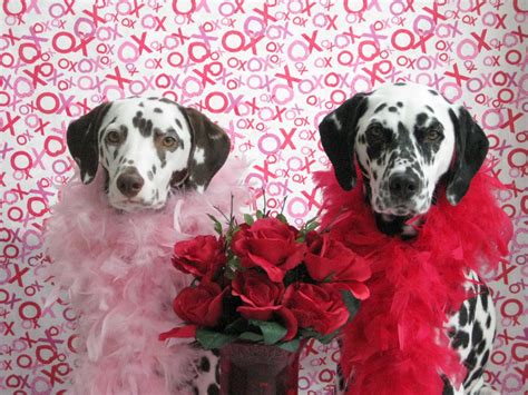 Valentines Day Background Dog 1600x1200 Download Hd Wallpaper