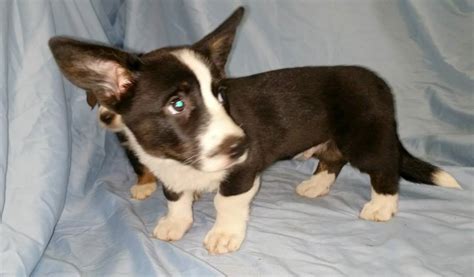 Why buy a corgi puppy for sale if you can adopt and save a life? Cardigan Welsh Corgi Puppies added a new... - Cardigan ...