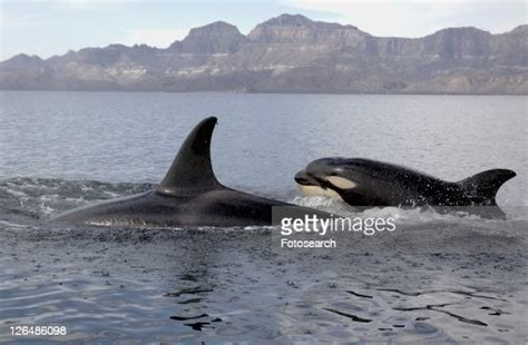 Killer Whale High Res Stock Photo Getty Images