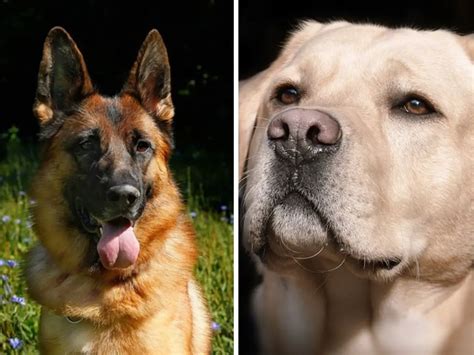 German Shepherd Vs Labrador Differences And Comparison The Daily Shep