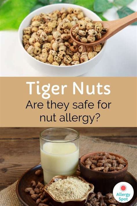 Tempting Tiger Nuts Are They Safe With Nut Allergy