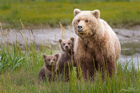 The Three Bears Lake Clark National Park Alaska Jim Waterbury