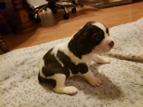 Browse thru our id verified puppy for sale listings to find your perfect puppy in your area. English Springer Spaniel Puppies For Sale | Romulus, MI #277537