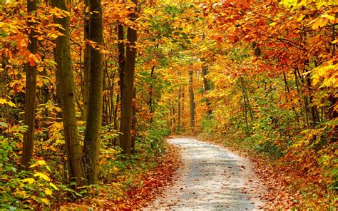 Download Autumn Forest Landscape K Ultra HD Wallpaper By Ahanson Autumn Forest