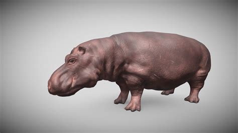 Hippopotamus Buy Royalty Free D Model By Seyfeyared Seyfe Ca Sketchfab Store
