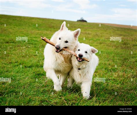 Two White Dogs Running In The Meadow Stock Photo Alamy