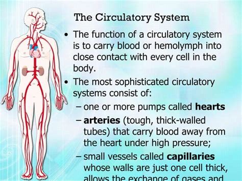 Biology Project Circulatory System Vijay Raja Std Vii Navdeep With