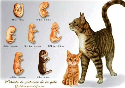 Cat Gestation Period Infograpic Ilustracion Cientifica Periodo De