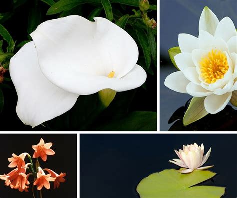 Not all flowers are equally poisonous. A Beginners Guide To Floral Design: 32 Most Commonly Used ...