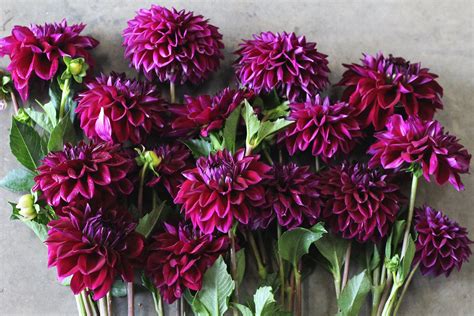 Tried And True Favorite Dahlia Varieties — Flourish Flower Farm